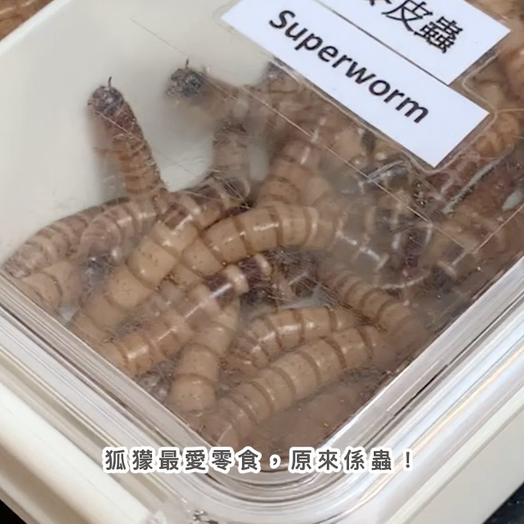 「約會小狐獴」