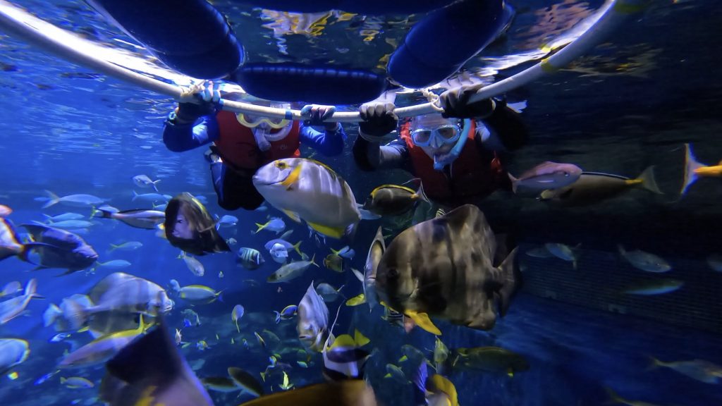 唔識游水都玩得！海洋公園新活動浮潛餵魚仔