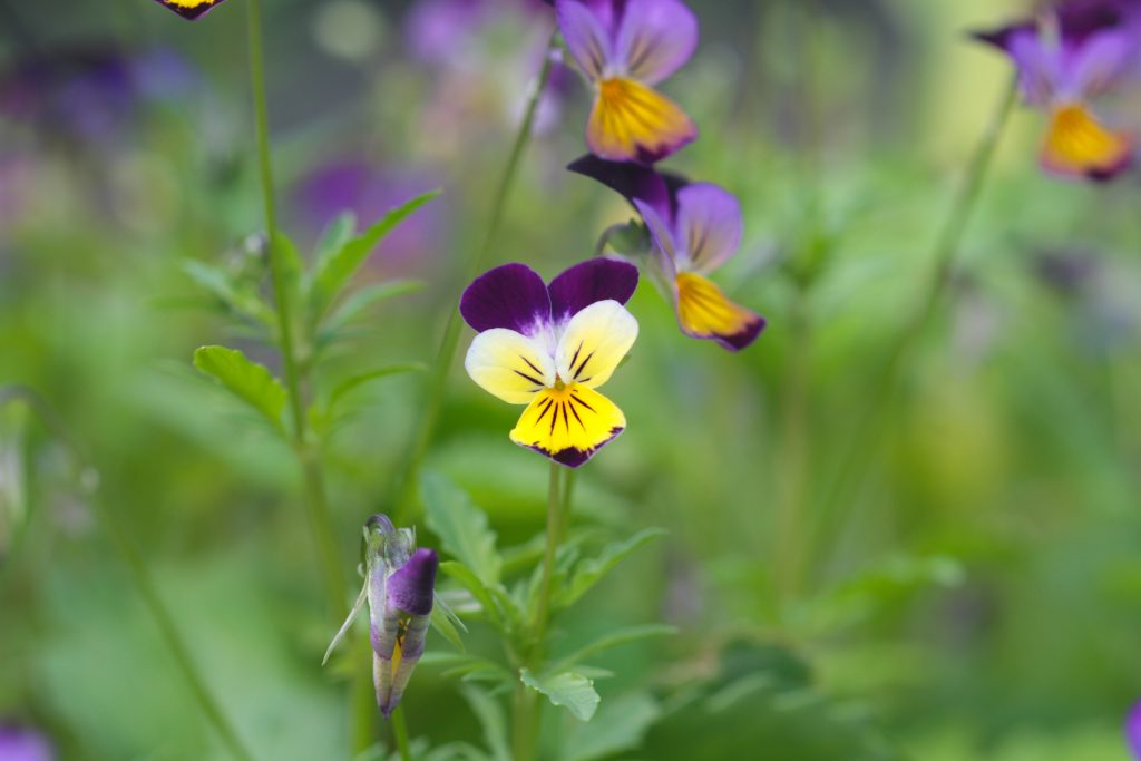 一人一花2021/22三色堇成功種植及開花貼士