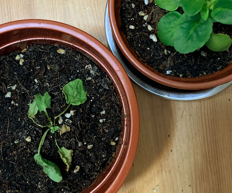 【一人一花2021/22】三色堇成功種植及開花貼士
