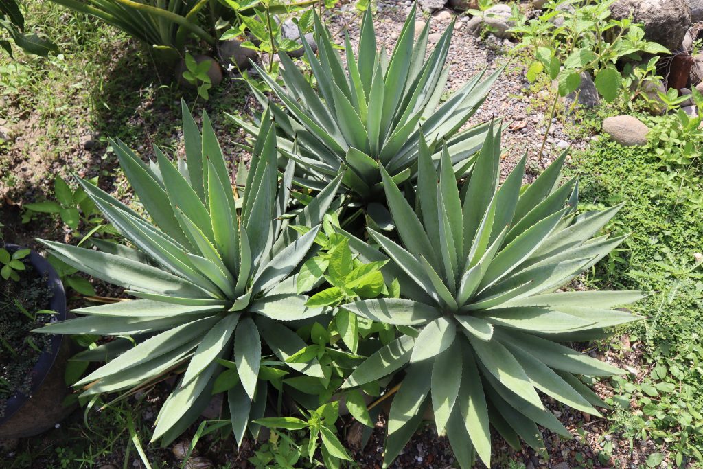 【尖銳植物傷眼】6歲男童被絲蘭傷眼恐永久視力受損