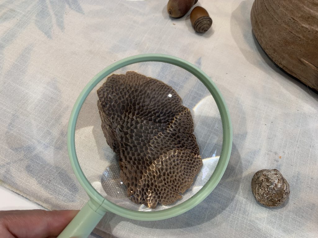 這是乾枯了的菇類植物，用放大鏡看進去，又看到當中與別不同之處。