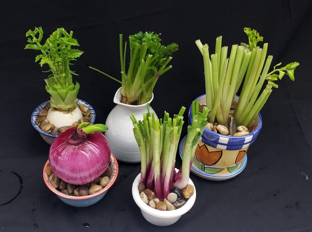 大家看得出5小碟中有芹菜、芫茜、蘿蔔、蔥和洋蔥嗎？