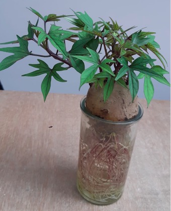 你看得出是甚麼植物嗎？這是由出芽蕃薯水栽而成的小盆栽
