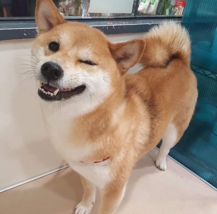 娟姐練美娟為愛犬烏冬慶祝8歲生日