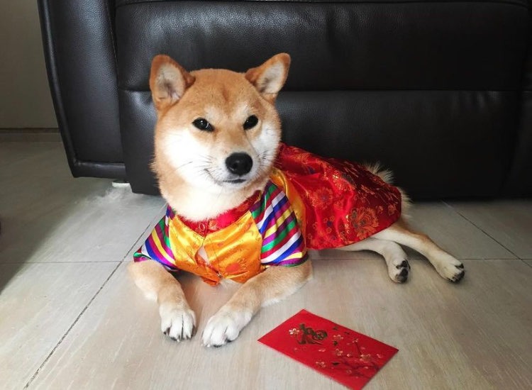 娟姐練美娟為愛犬烏冬慶祝8歲生日