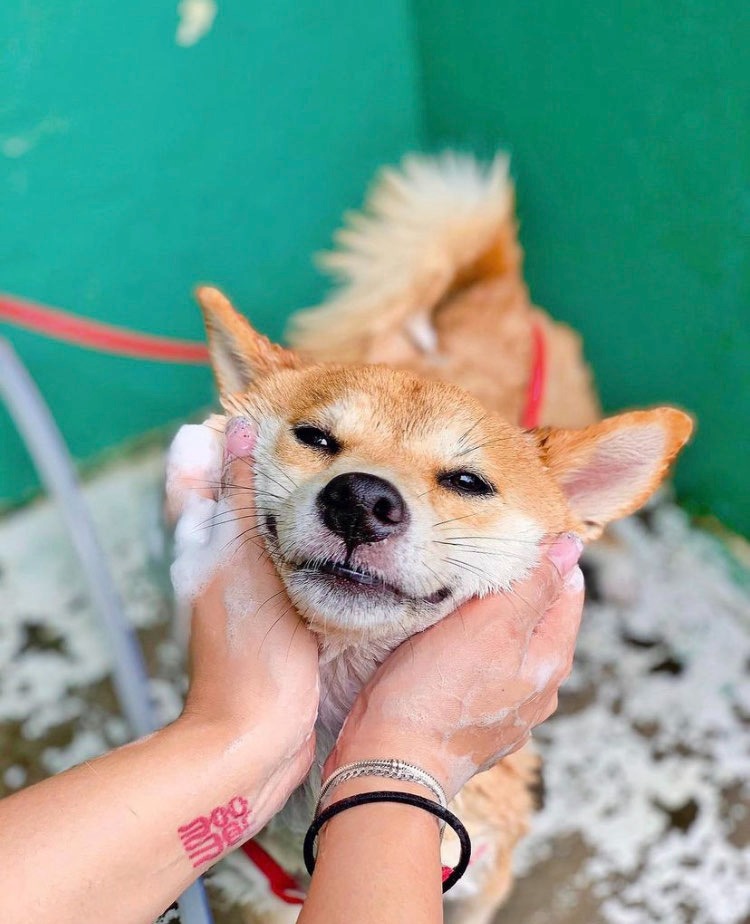 娟姐練美娟為愛犬烏冬慶祝8歲生日