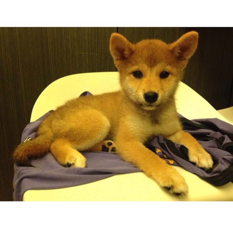 娟姐練美娟為愛犬烏冬慶祝8歲生日