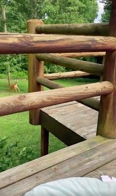 母愛偉大｜鹿媽媽聽到BB喊聲想幫手！影片網上瘋傳網民感嘆母愛偉大