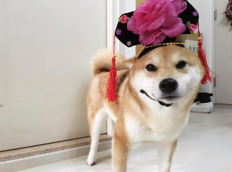 娟姐練美娟為愛犬烏冬慶祝8歲生日