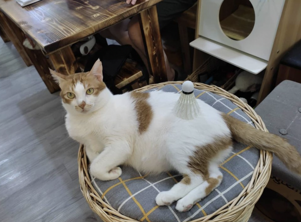 香港貓cafe推介