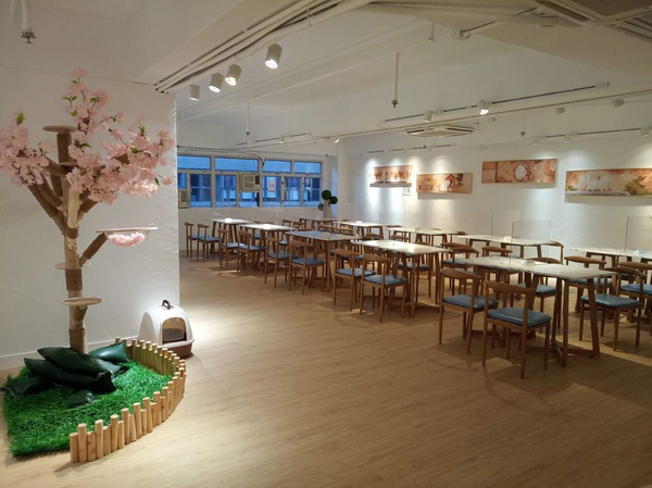 香港貓cafe推介