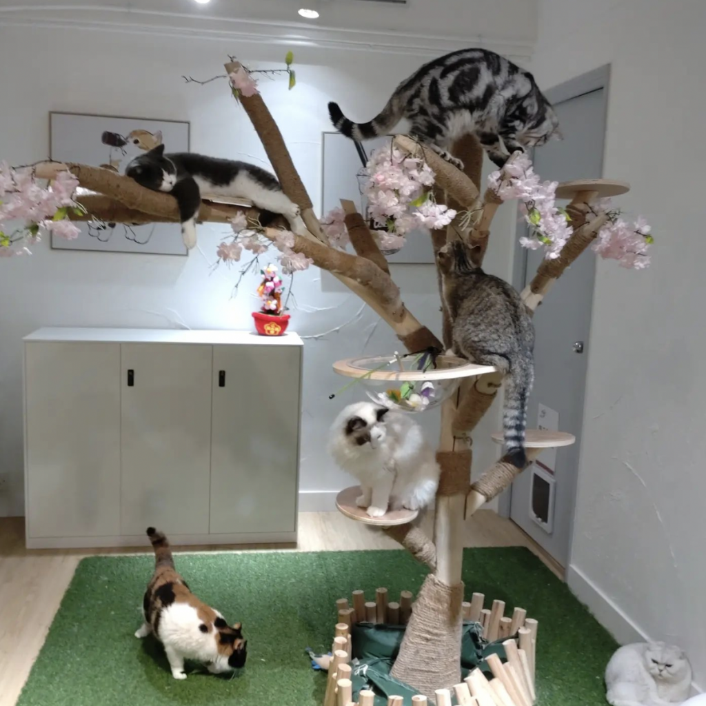香港貓cafe推介