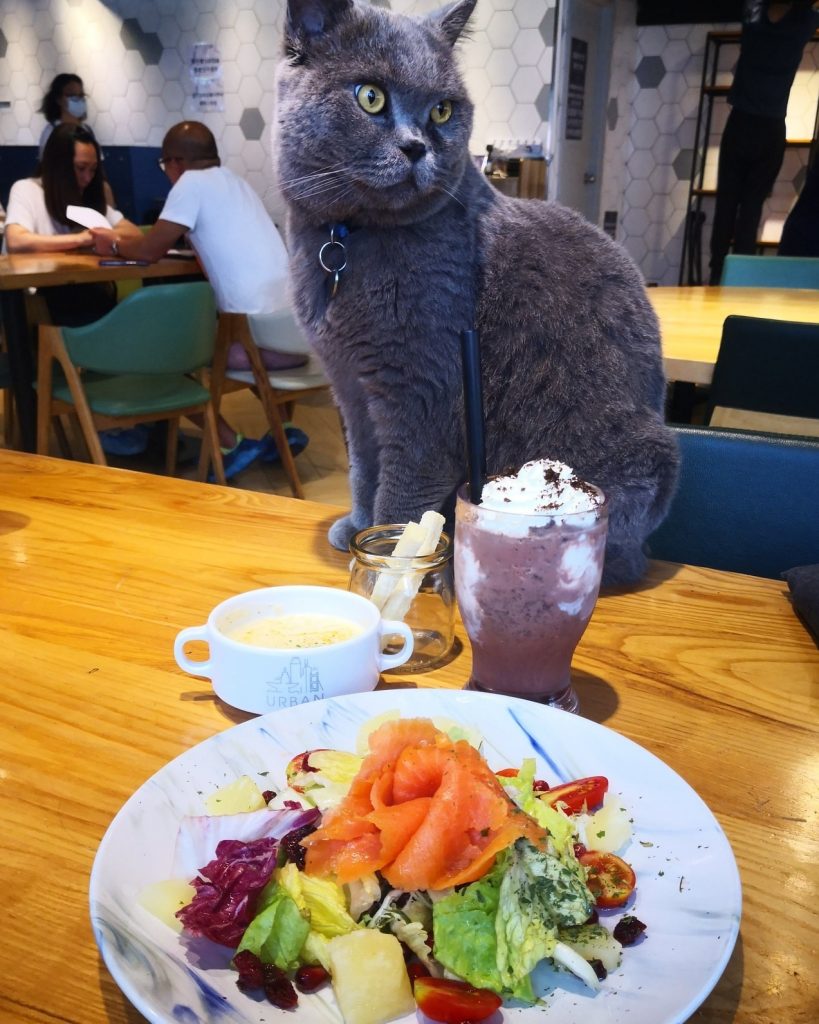 香港貓cafe推介