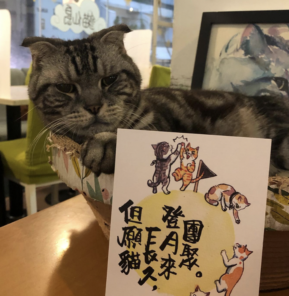 香港貓cafe推介