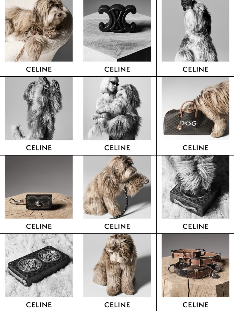 寵物時尚品牌（1）CELINE