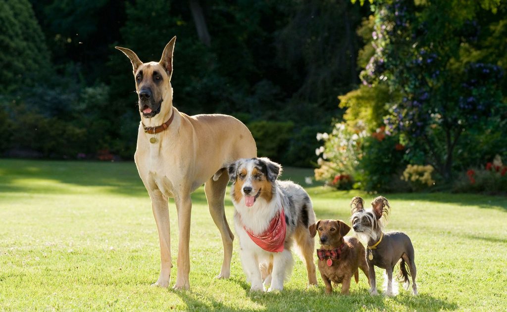 《一家之犬馬馬杜》（Marmaduke）曾拍過「真狗版」電影。