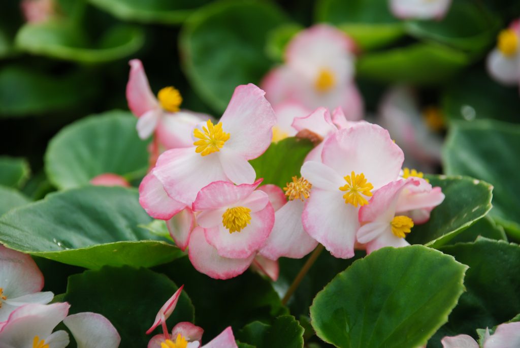 一人一花 2022 2023 蜆肉海棠 四季海棠 開花 栽種貼士