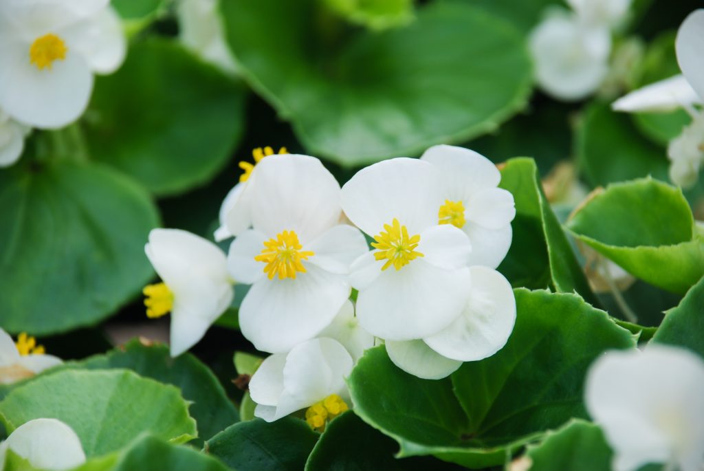 一人一花 2022 2023 蜆肉海棠 四季海棠 開花 栽種貼士
