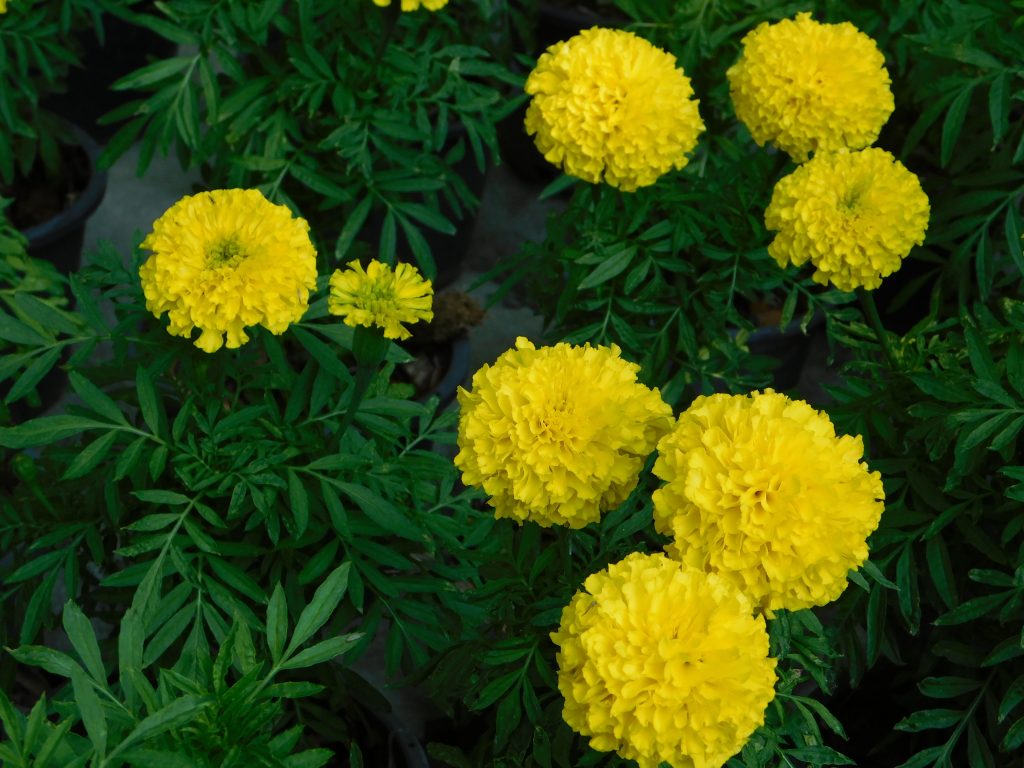 2023一人一花：萬壽菊 (tagetes erecta)