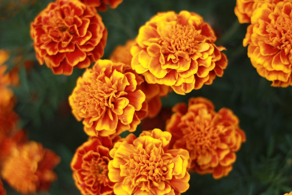 2023一人一花：萬壽菊 (tagetes erecta)