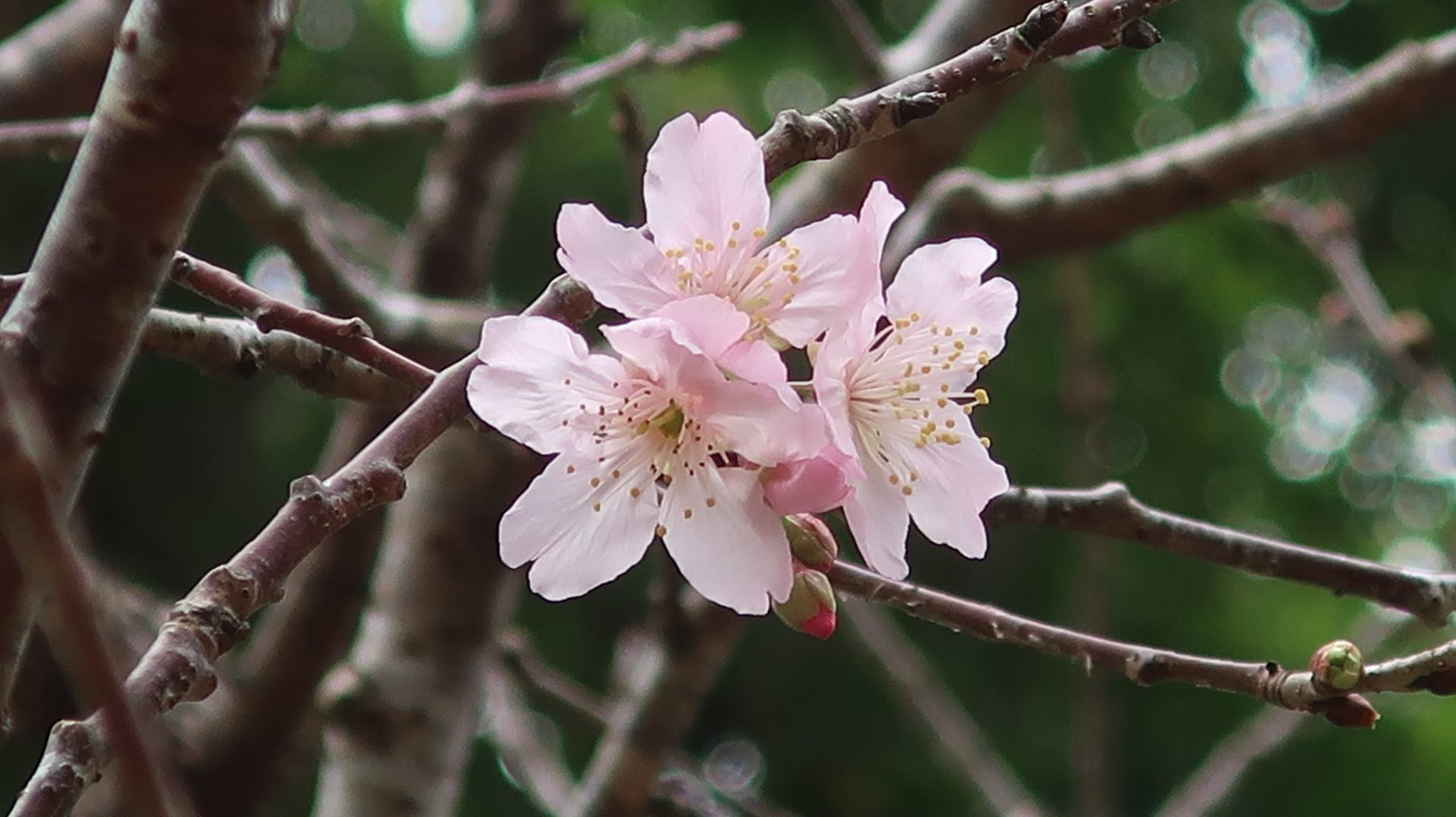 大埔海濱公園2024年2月22日(圖片來源:fa.gov.hk)