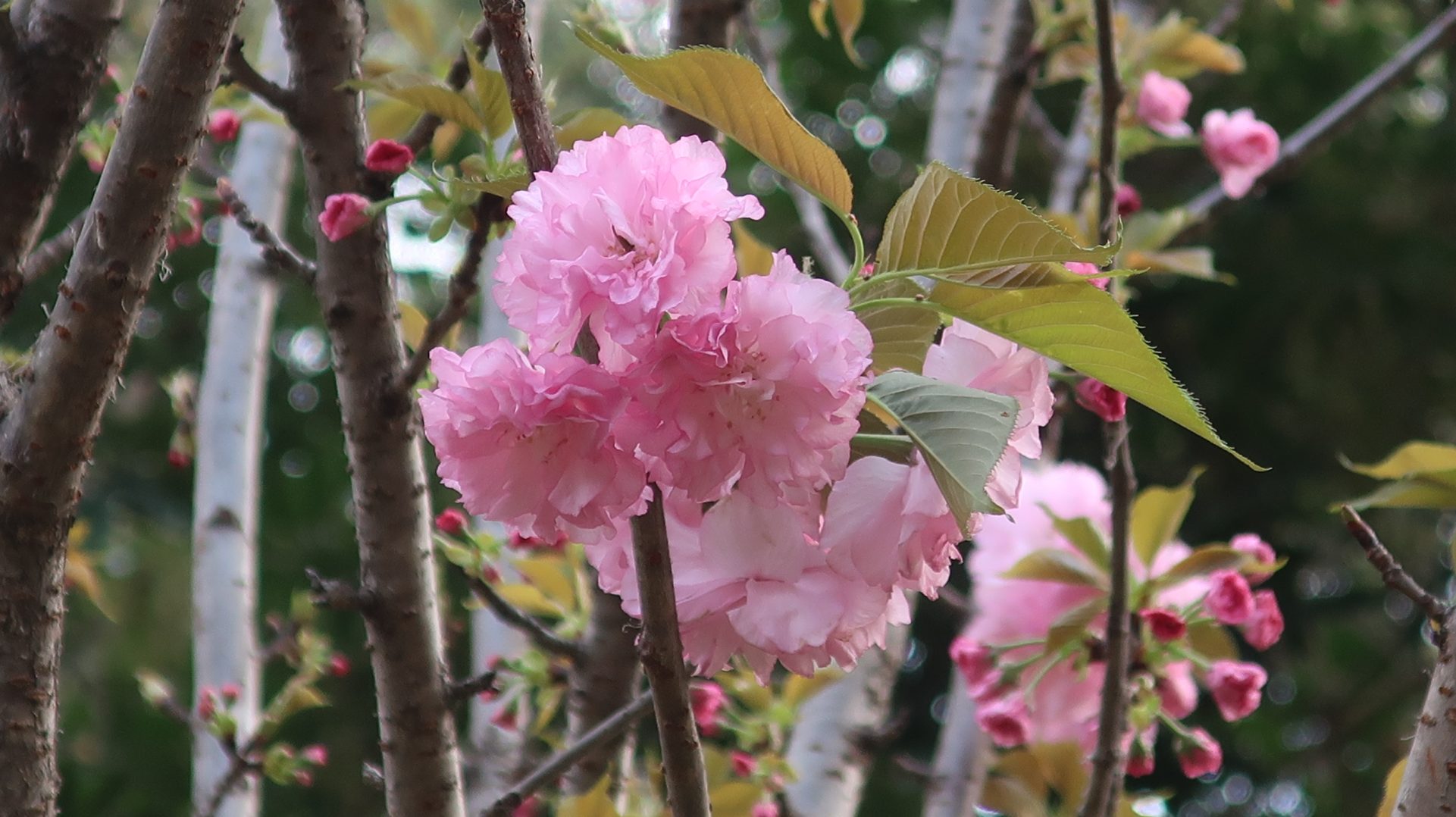 天水圍公園2024年2月22日(圖片來源:fa.gov.hk)