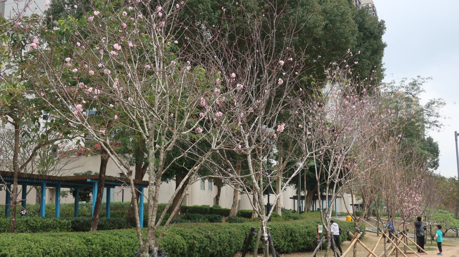 石門安景街公園2024年2月22日(圖片來源:fa.gov.hk)