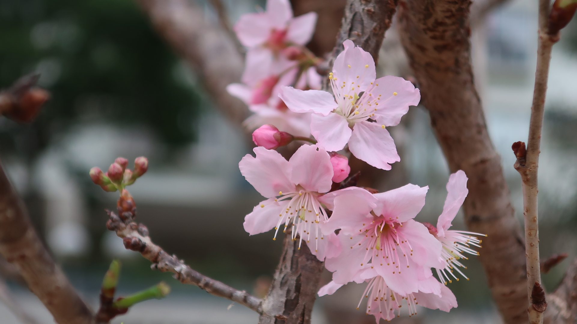 石門安景街公園2024年2月22日(圖片來源:fa.gov.hk)