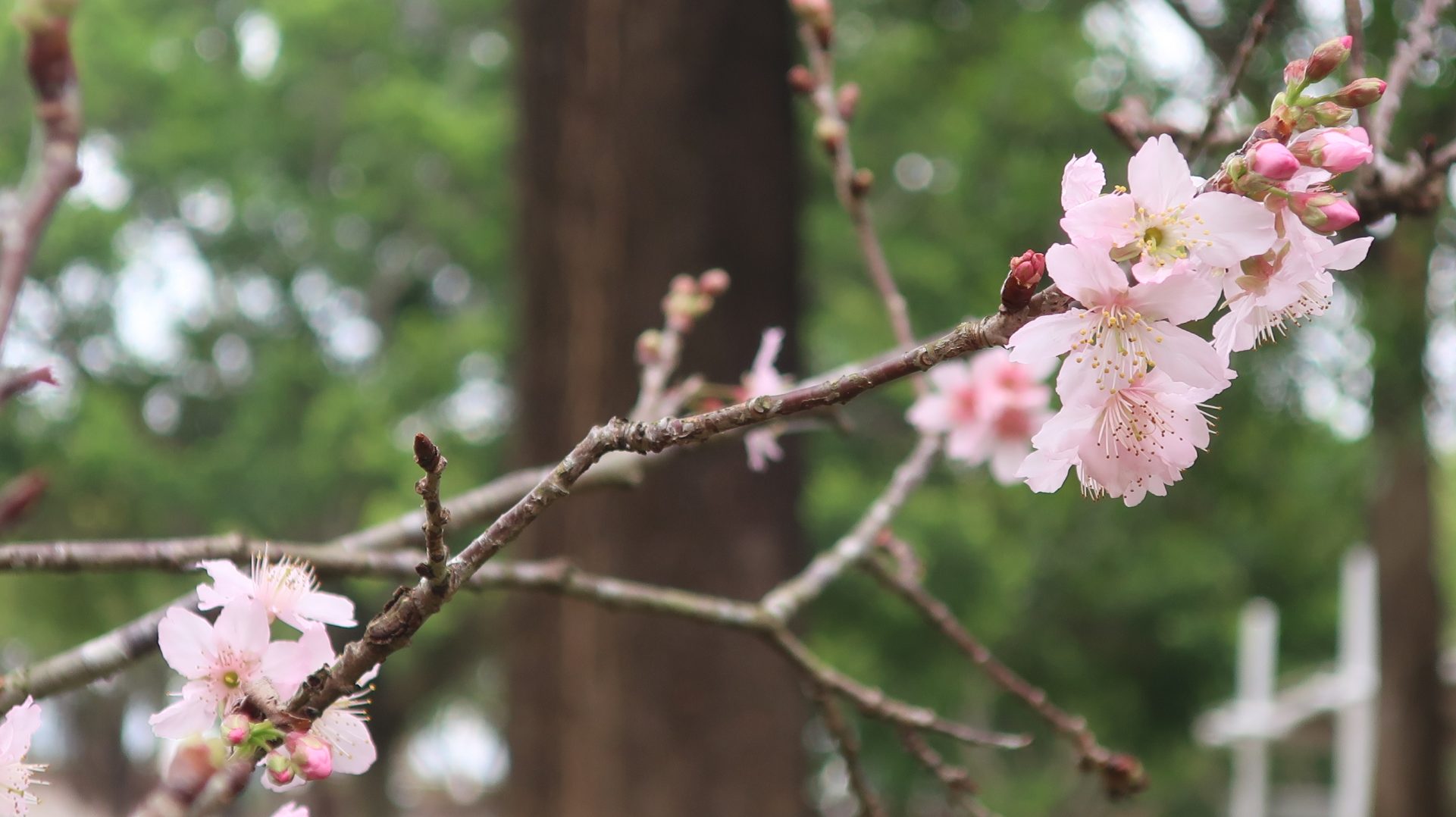 大埔海濱公園2024年2月22日(圖片來源:fa.gov.hk)
