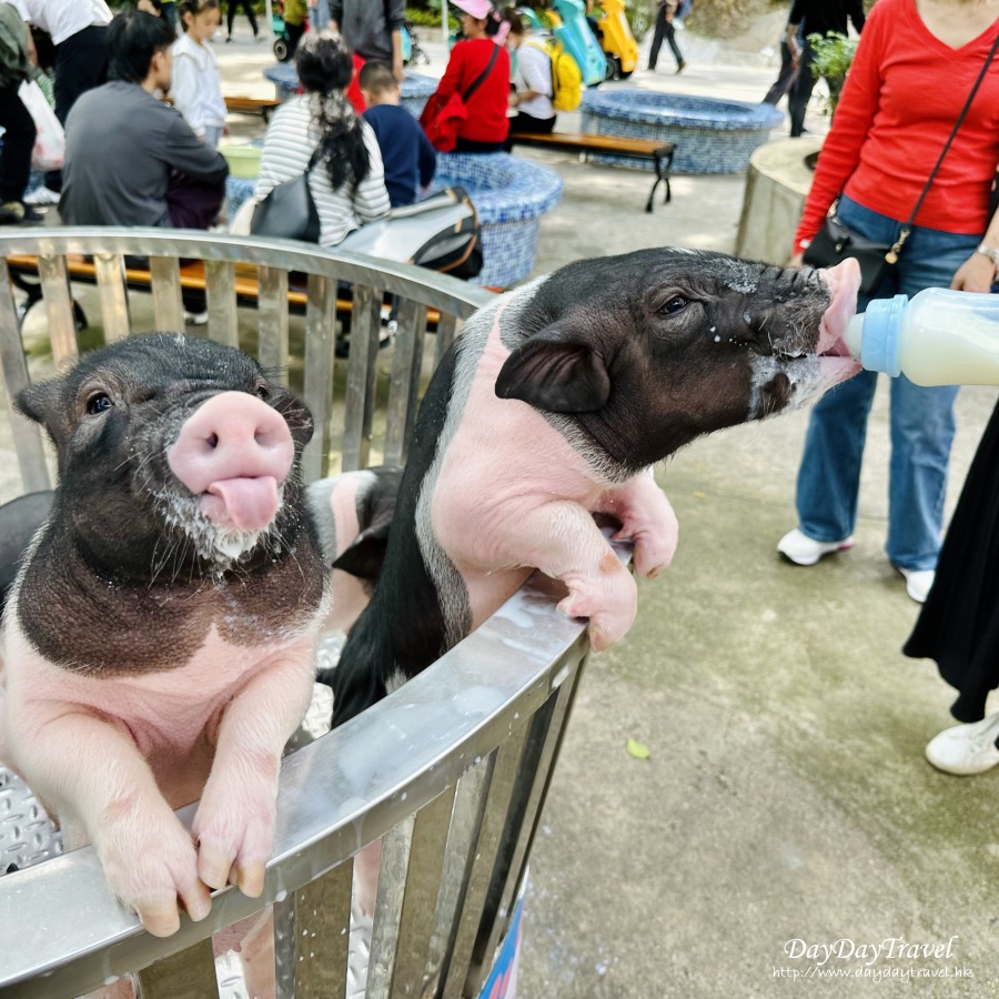 親子好去處 深圳 動物園