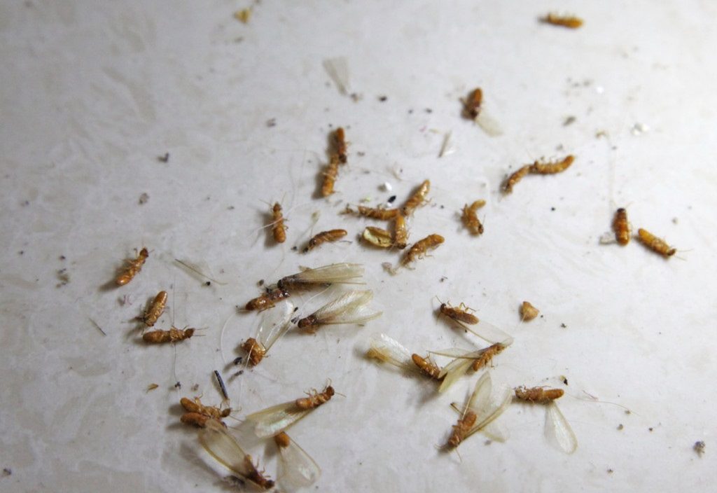 飛蟻 雨季 飛蟻入屋