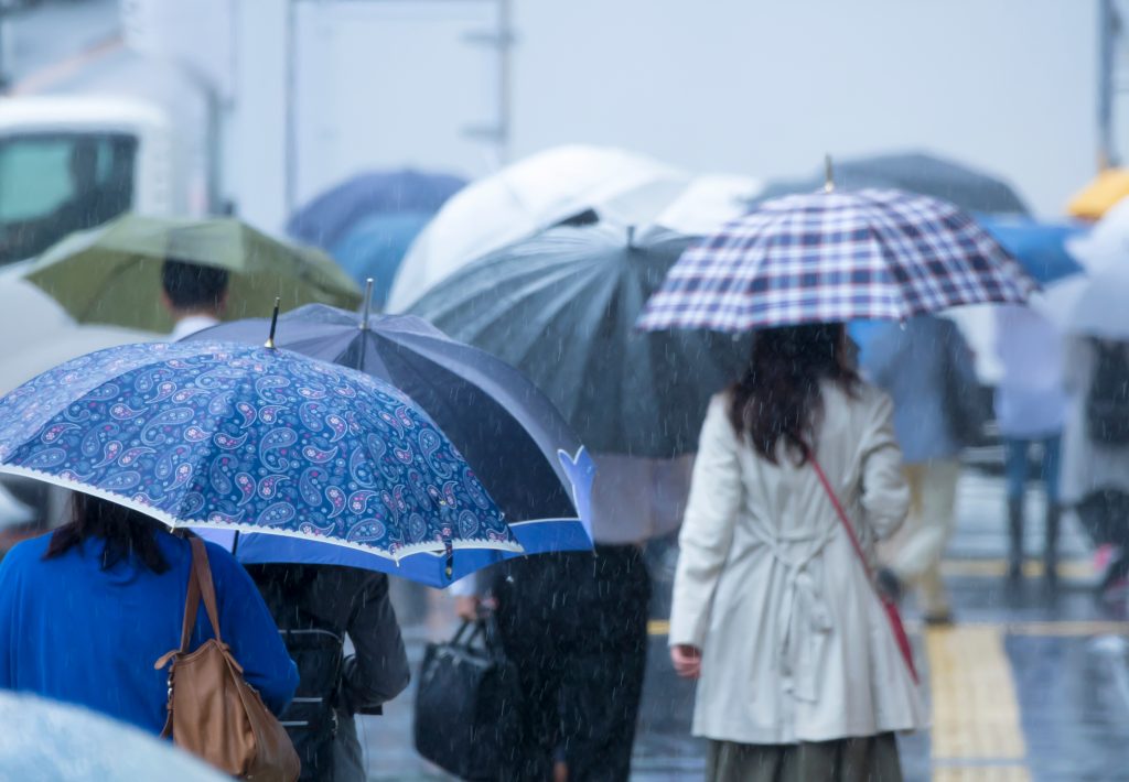 飛蟻 雨季 飛蟻入屋