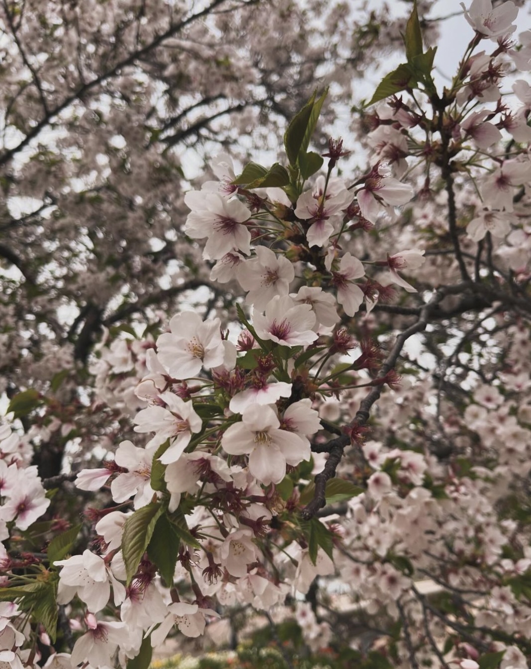 （圖片來源：IG@cindyauau）