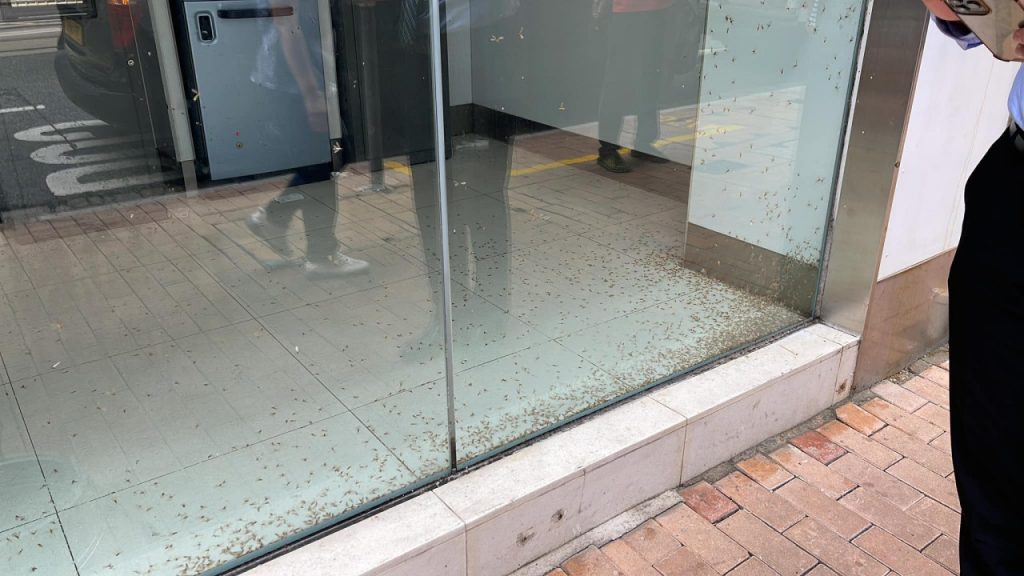 飛蟻 雨季 飛蟻入屋