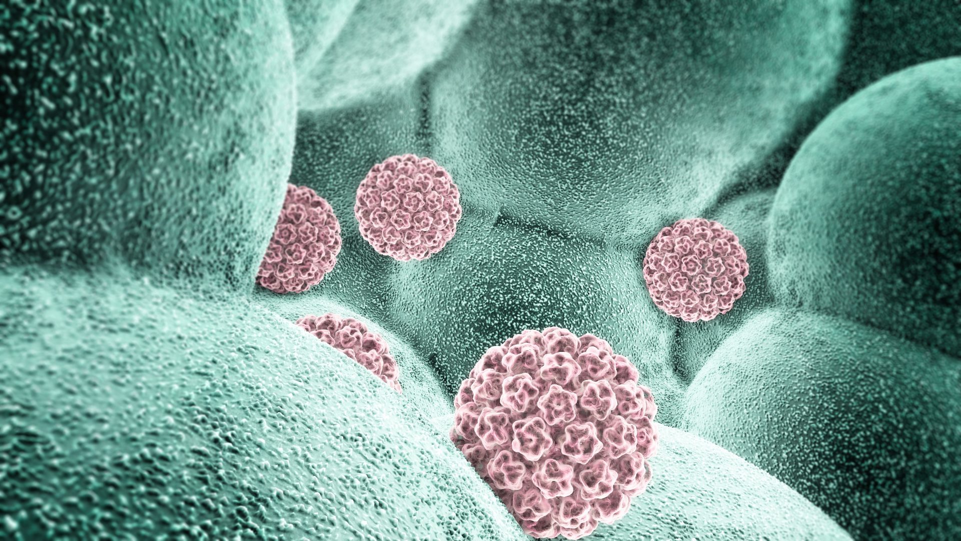 人類乳頭瘤病毒（HPV）是一種有超過200個不同類型的常見病毒，其中約40種會使人類的生殖器官受感染。