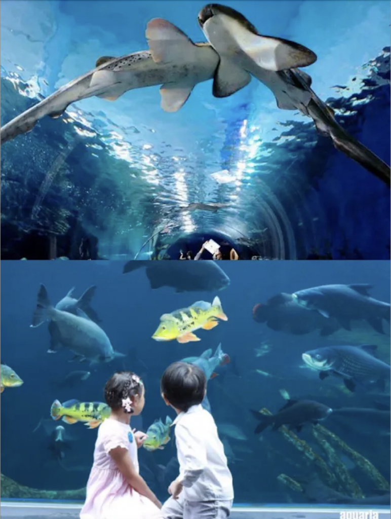Aquaria Phuket 布吉 親子好去處