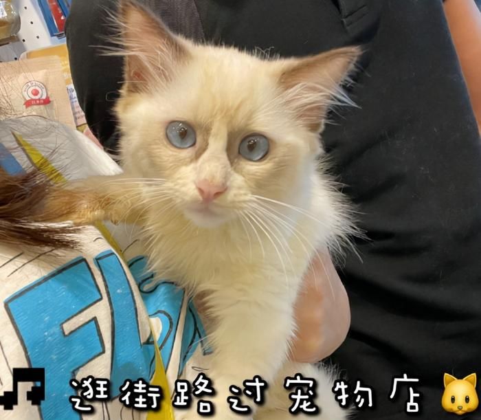 一向寵妻的郭富城也曾陪方媛逛寵物店，抱著貓貓讓她拍照。(圖片來源：方媛微博)