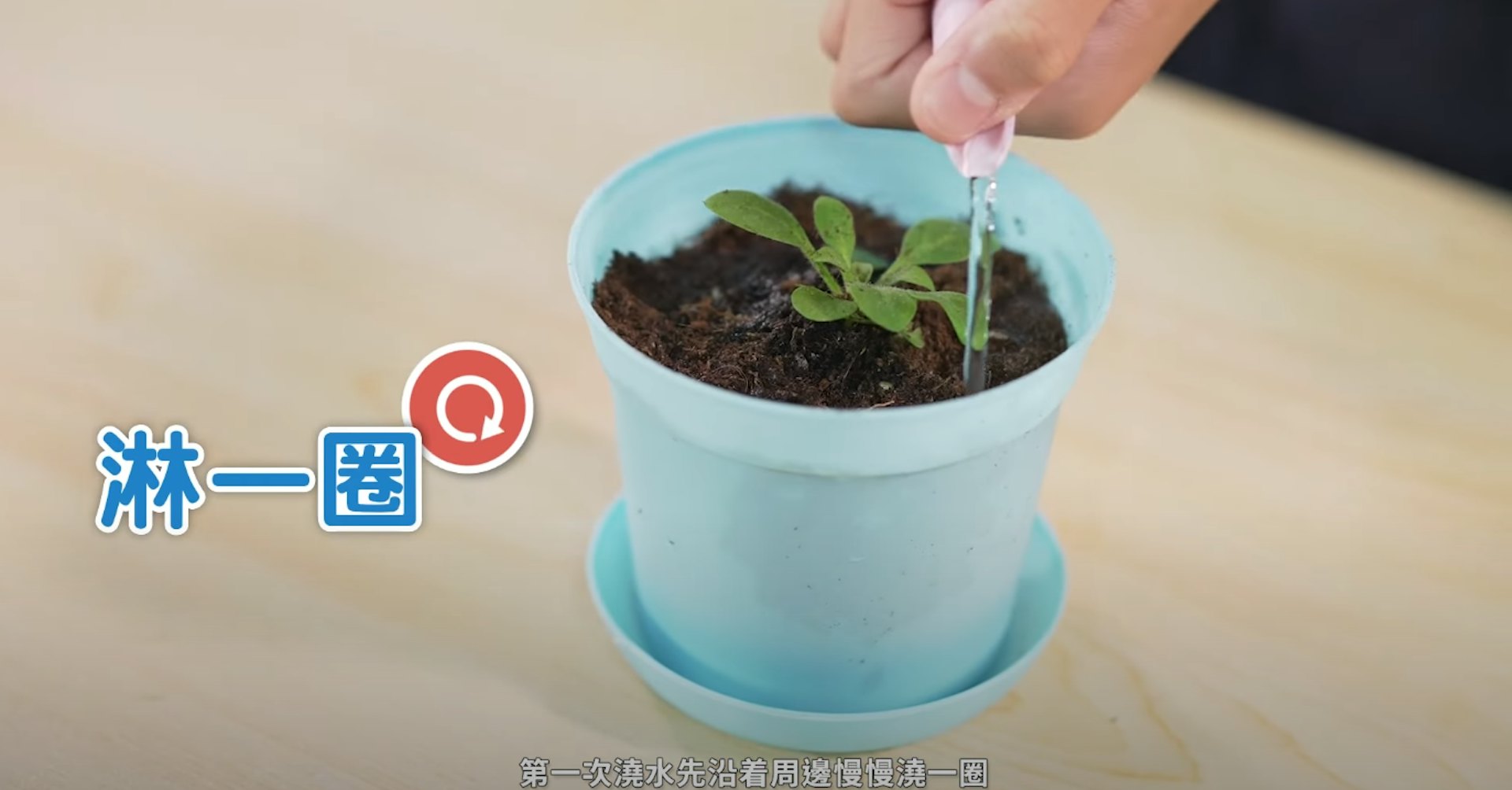 矮牽牛 一人一花