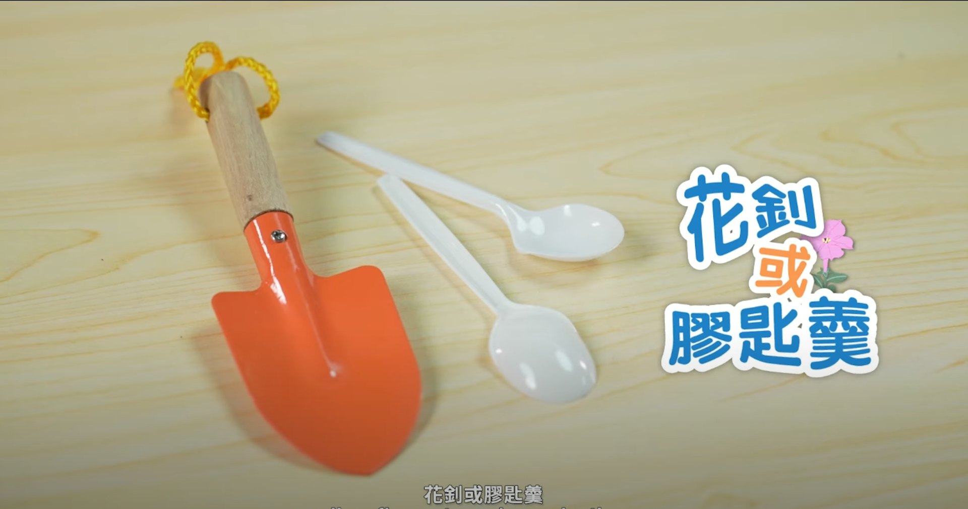 矮牽牛 一人一花