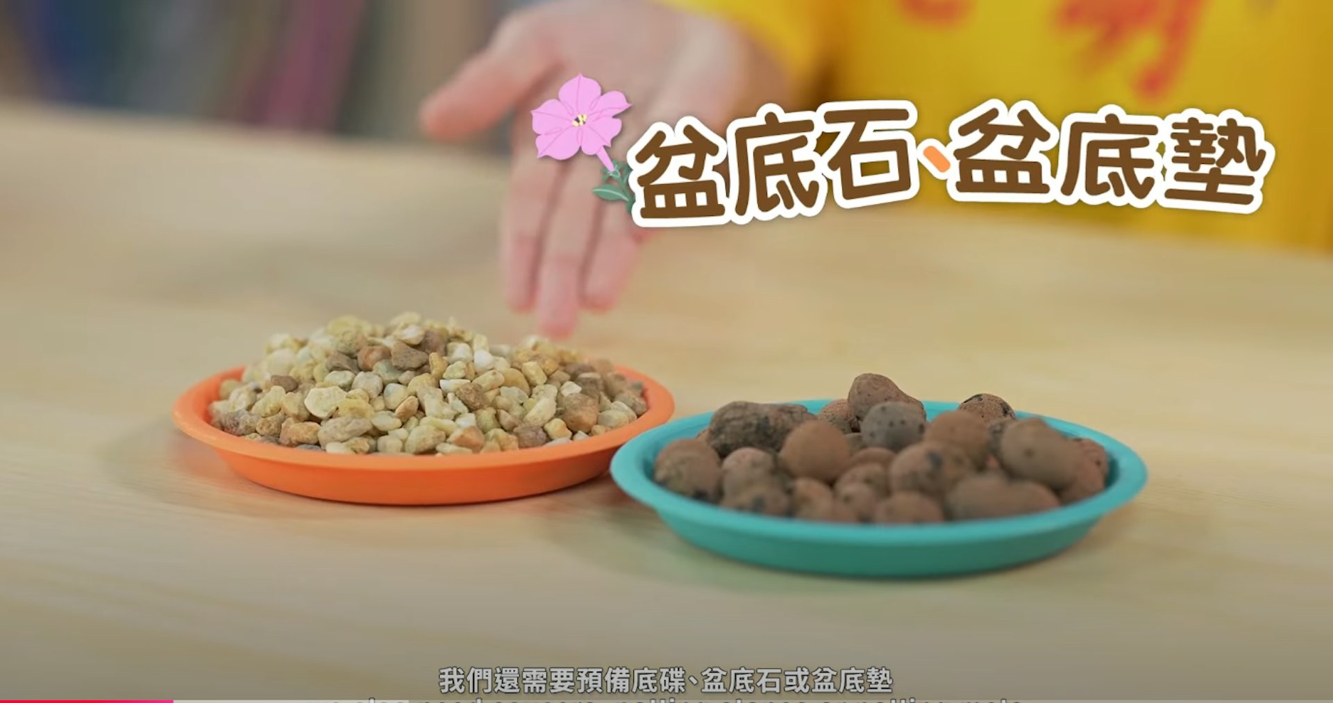 矮牽牛 一人一花