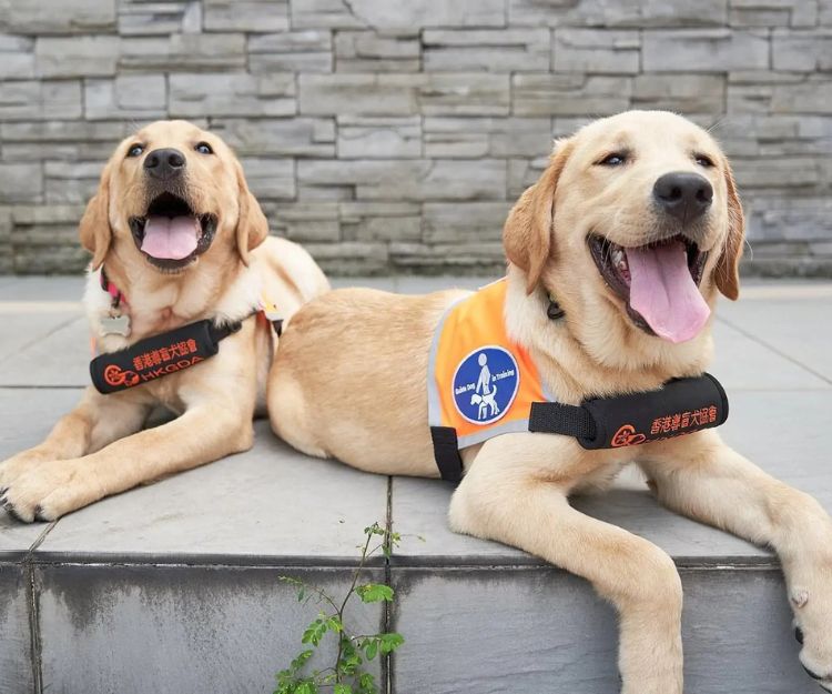 香港導盲犬協會聖誕體驗日《小Q陪你渡聖誕》載譽回歸！2歲半以下免費   了解導盲犬日常訓練及生活