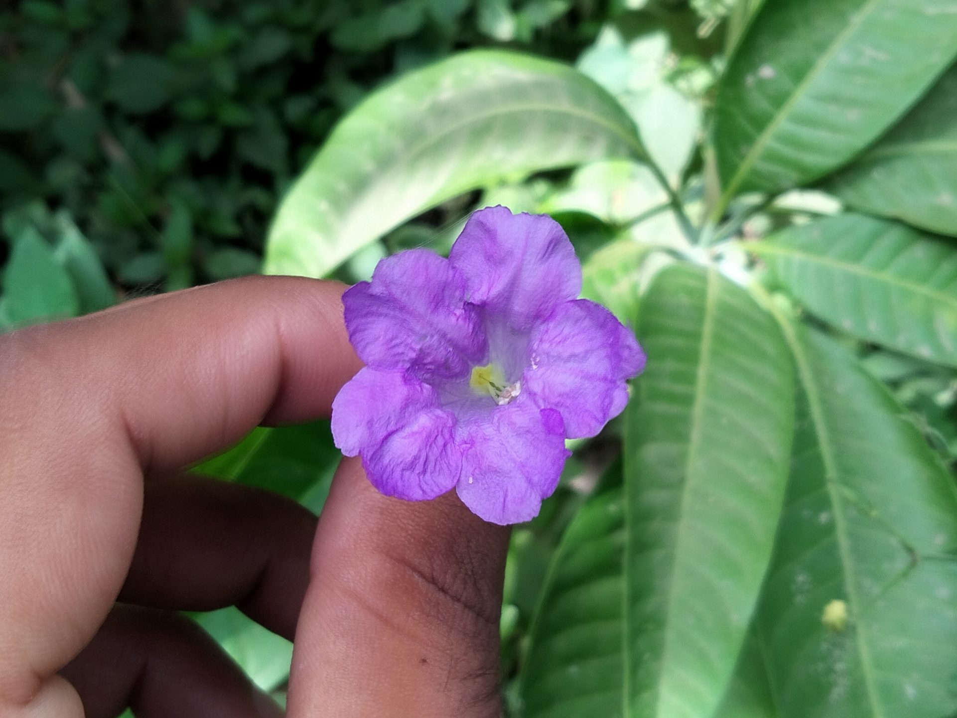 矮牽牛 一人一花