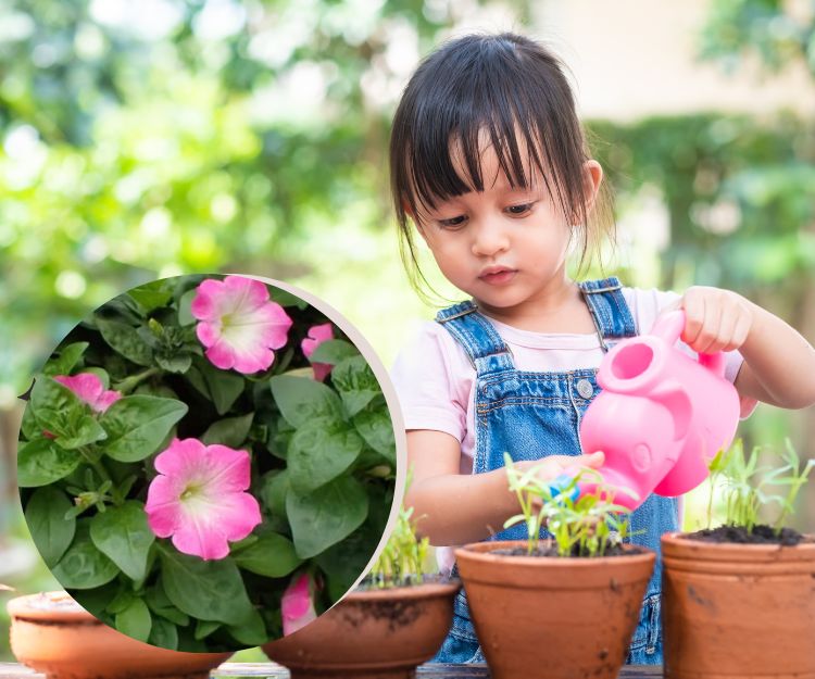 一人一花｜一文看清矮牽牛特徵 種植 開花小技巧   康文署為幼稚園、小學生準備年度活動