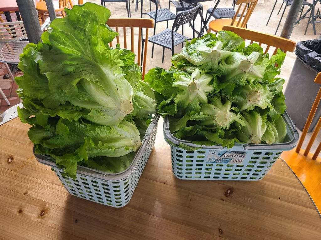 士多啤梨 士多啤梨園 親子好去處