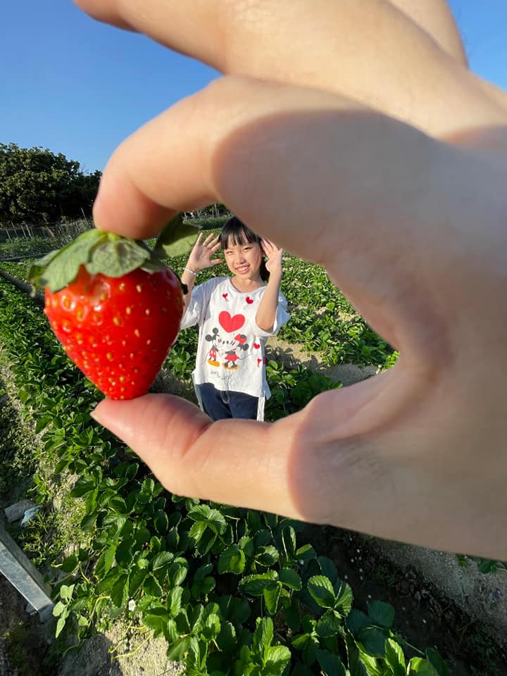 士多啤梨 士多啤梨園 親子好去處