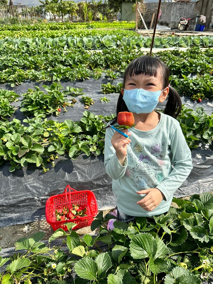 士多啤梨 士多啤梨園 親子好去處