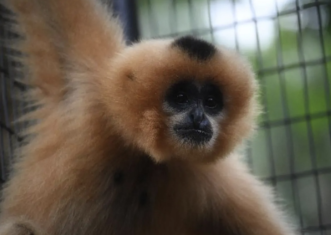 香港動植物公園