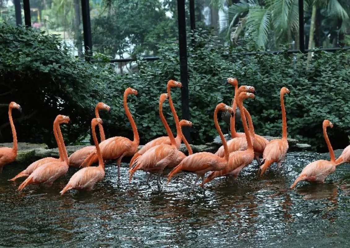 香港動植物公園