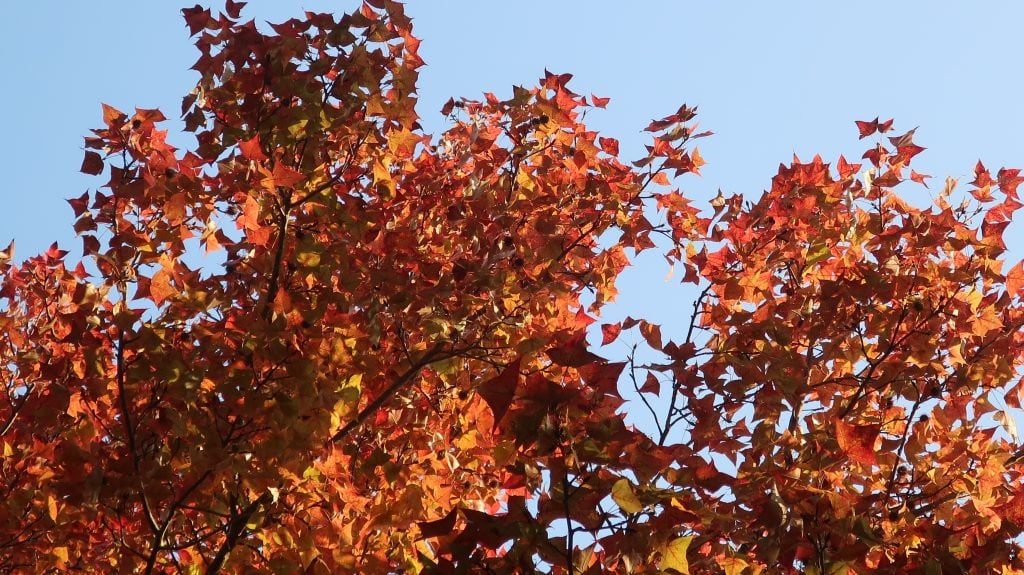 香港紅葉2025 2025年 紅葉